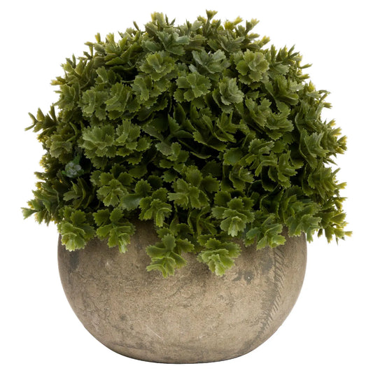 Miniature Hebe Veronica In Pot Makur Interior