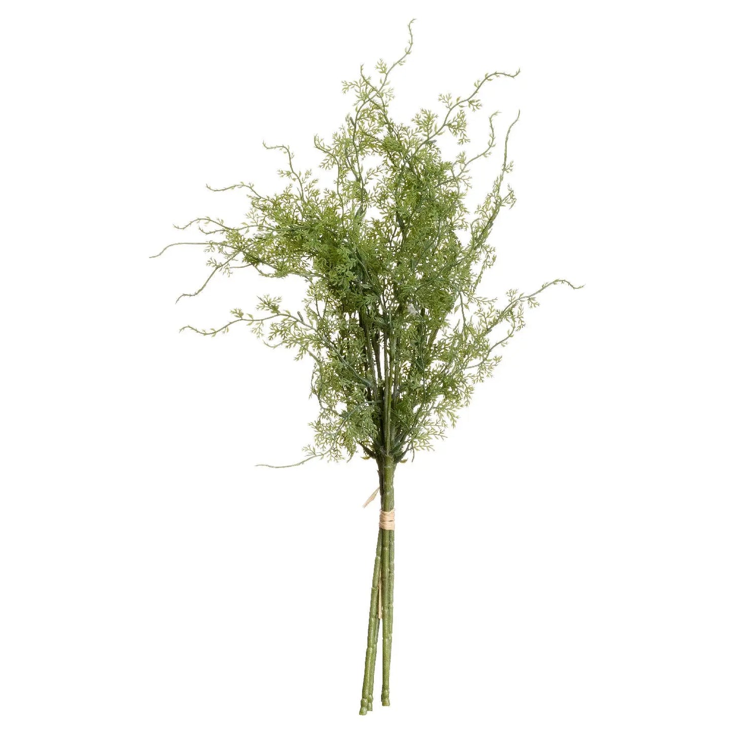 Asparagus Fern Bunch Makur Interior