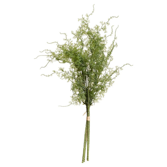 Asparagus Fern Bunch Makur Interior