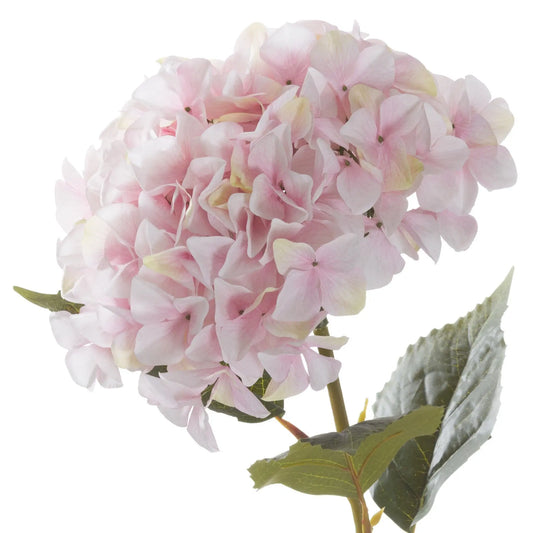 Giant Pink Hydrangea Makur Interior