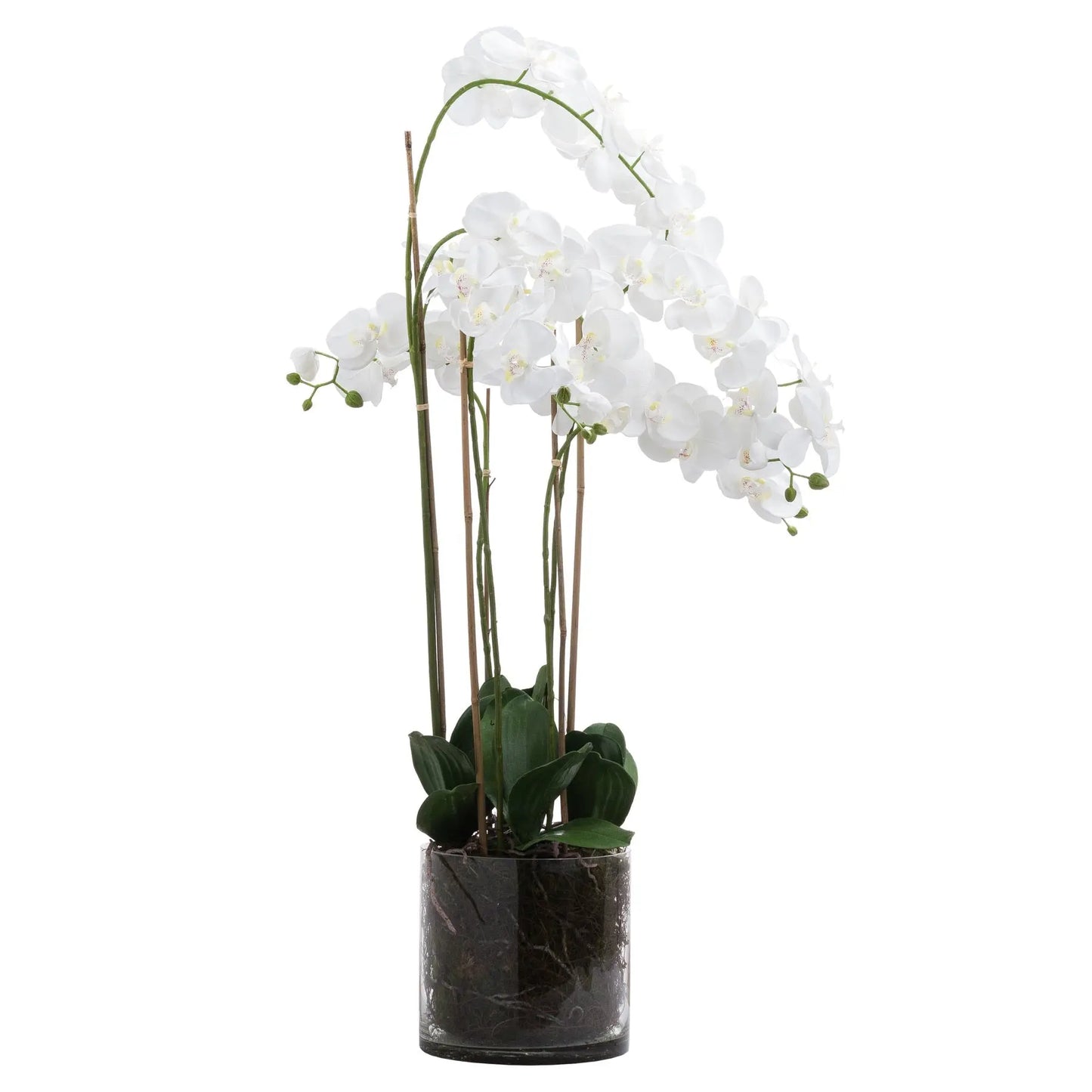 Large White Tall Orchid In Glass Pot Makur Interior