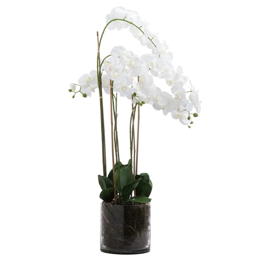 Large White Tall Orchid In Glass Pot Makur Interior