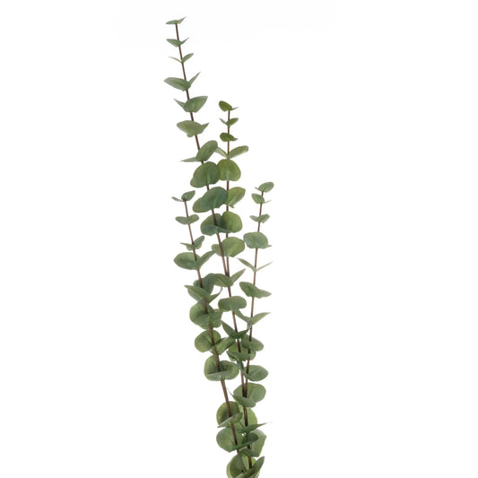 Large Cineraria Eucalyptus Spray Makur Interior
