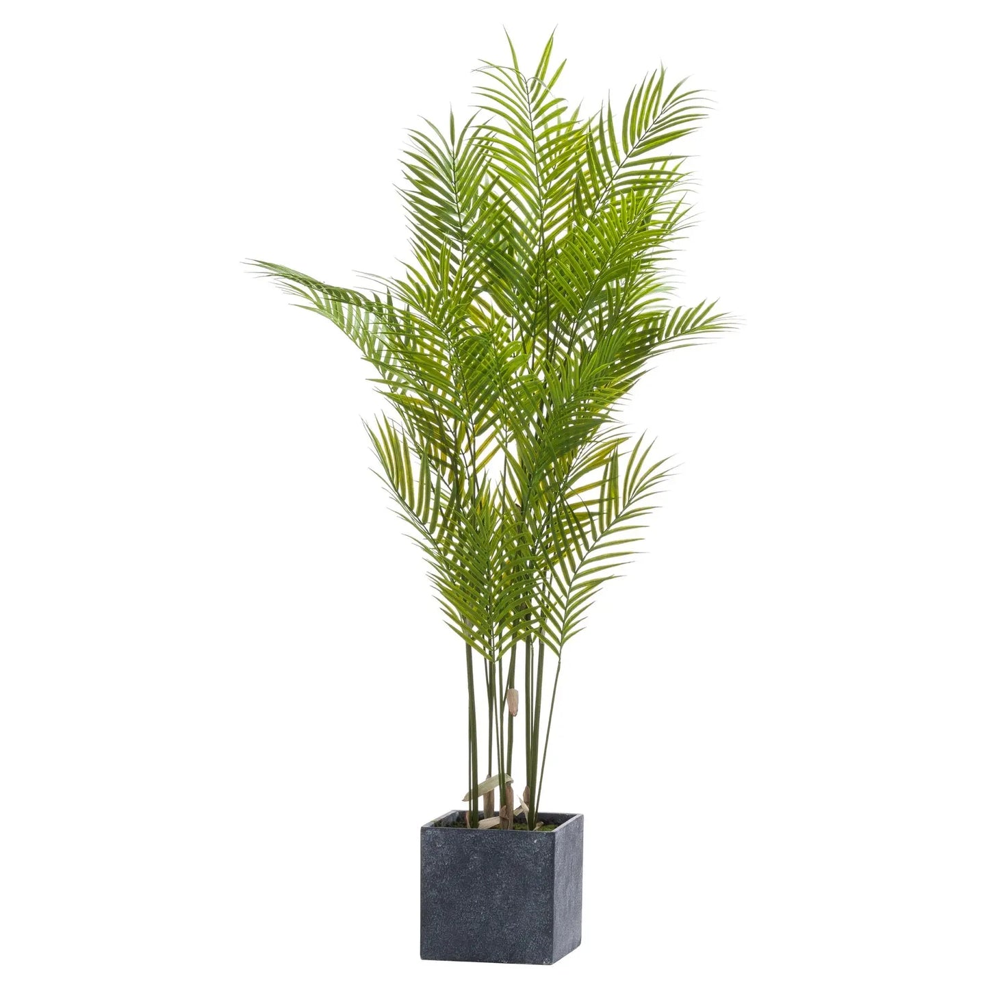 Large Paradise Potted Palm Makur Interior