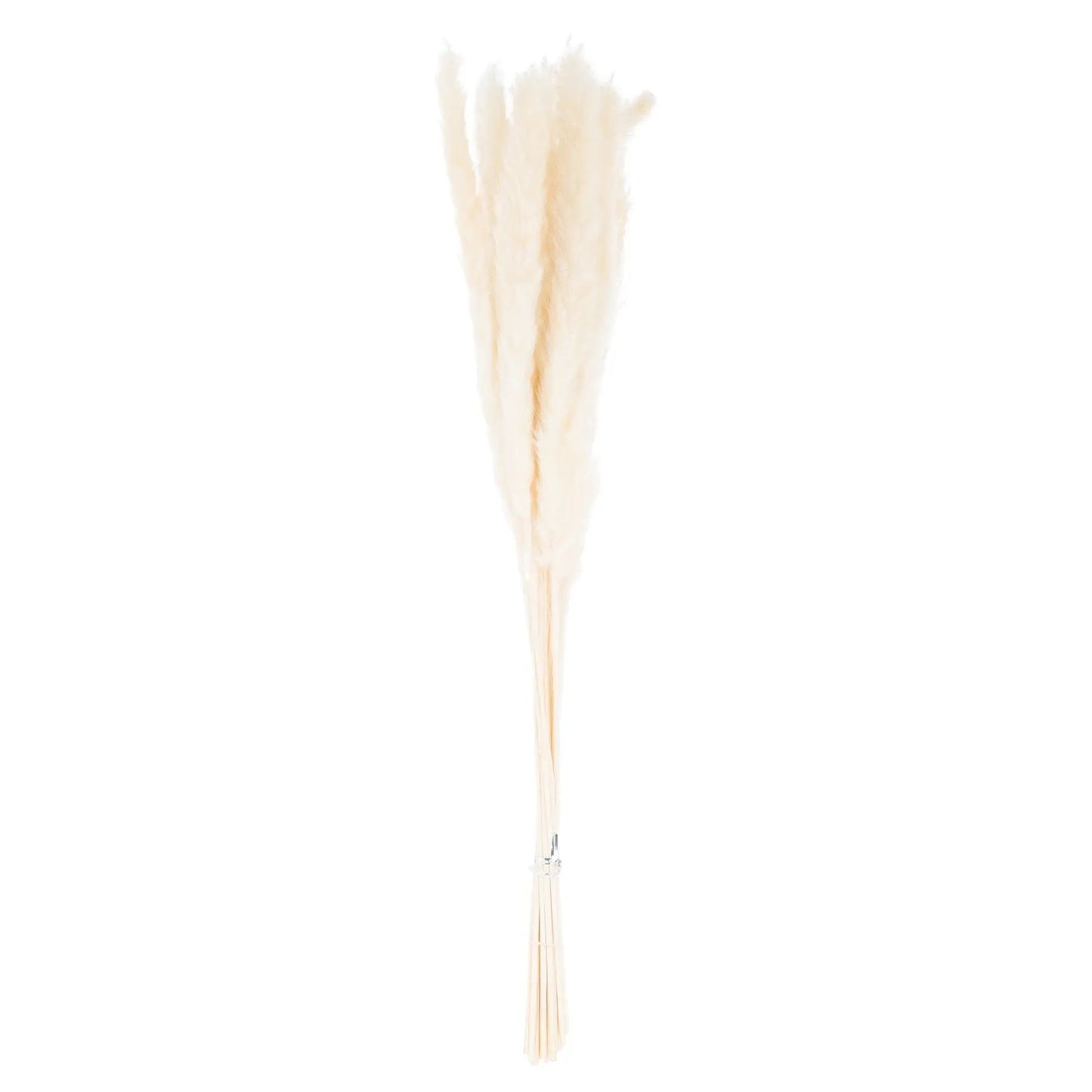 Mini White Pampas Grass Bunch Of 15