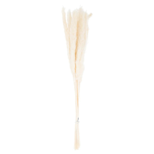 Mini White Pampas Grass Bunch Of 15