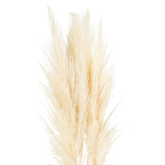 Cream Pampas Grass Stem Makur Interior