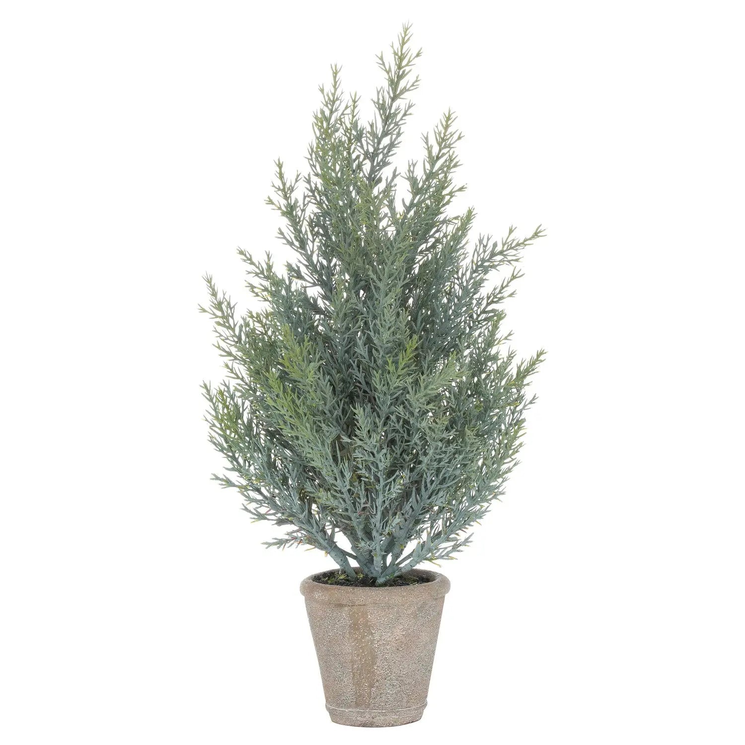 Squat Fir Tree In Stone Pot Makur Interior