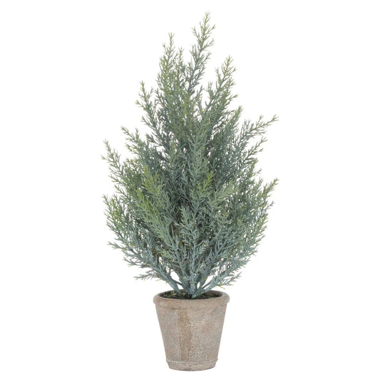 Squat Fir Tree In Stone Pot Makur Interior