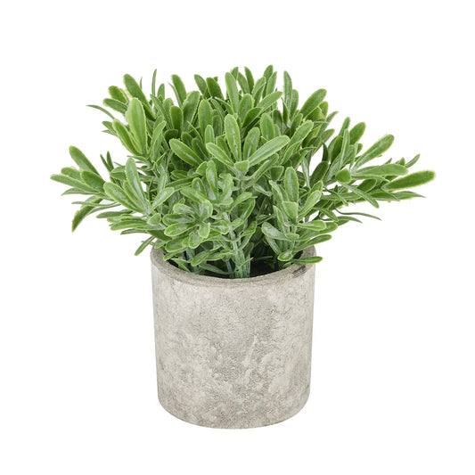 Buxus Plant In Stone Effect Pot Makur Interior