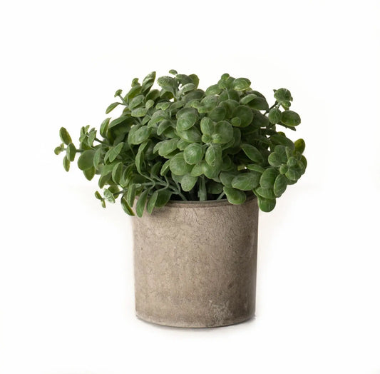 Basil Plant In Stone Effect Pot Makur Interior