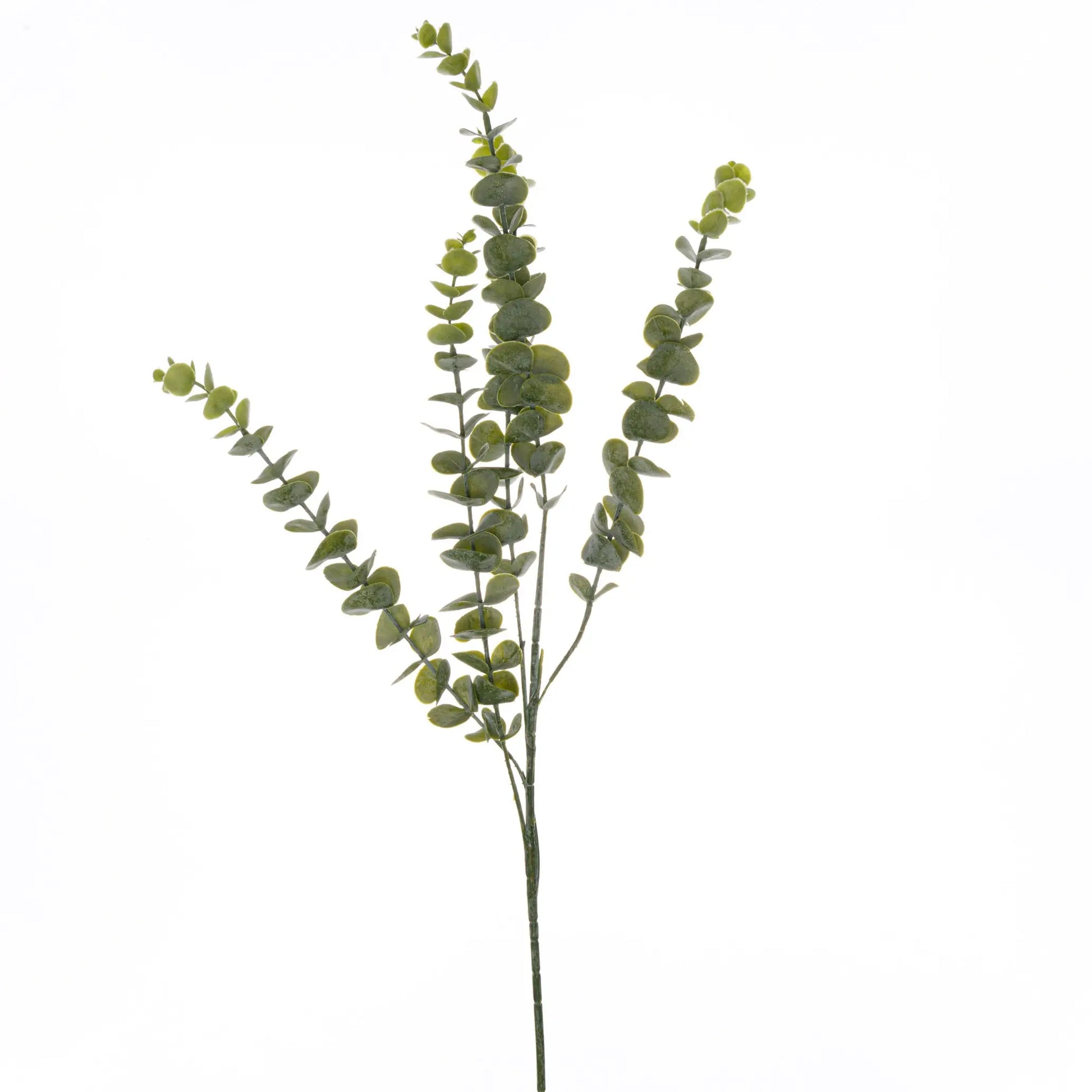 Gunnii Eucalyptus Spray Makur Interior