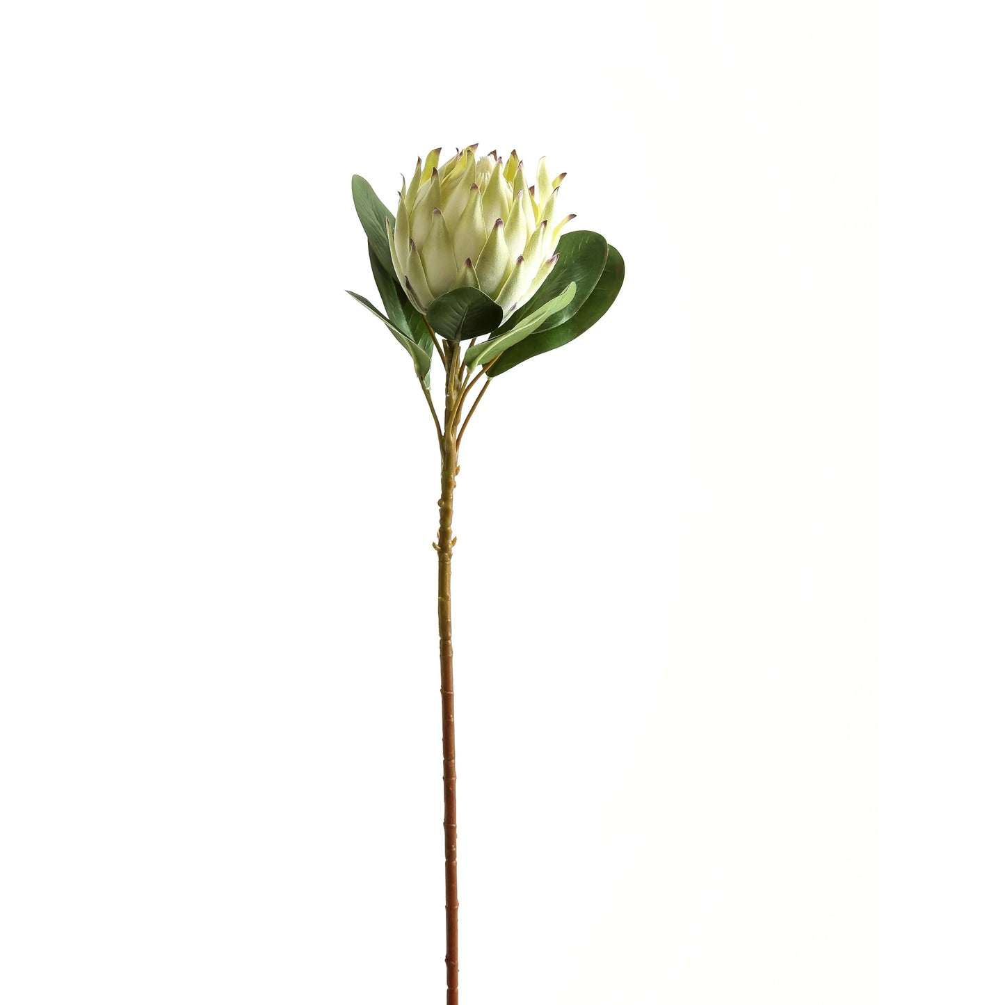 Large White Protea Makur Interior