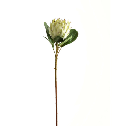Large White Protea Makur Interior