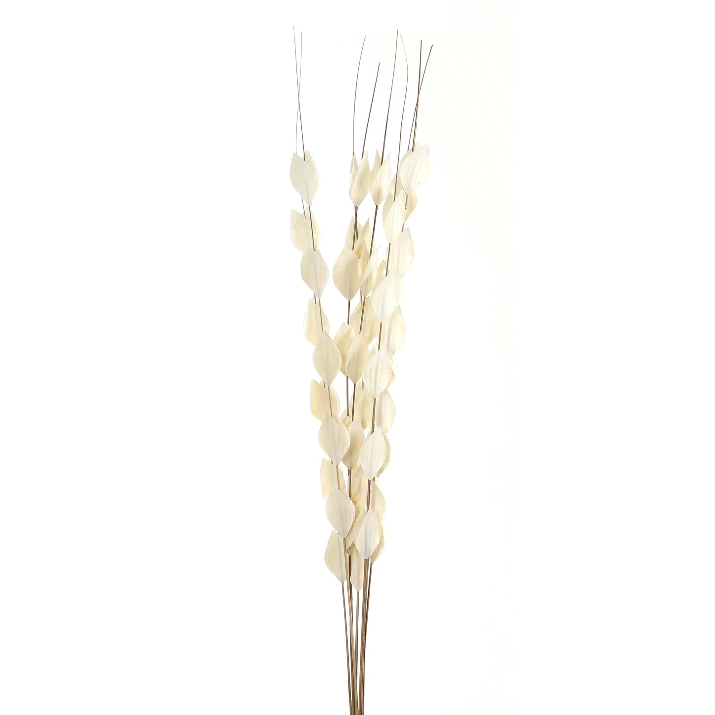 Bouquet Of Dried  Thlaspi Arvense Makur Interior