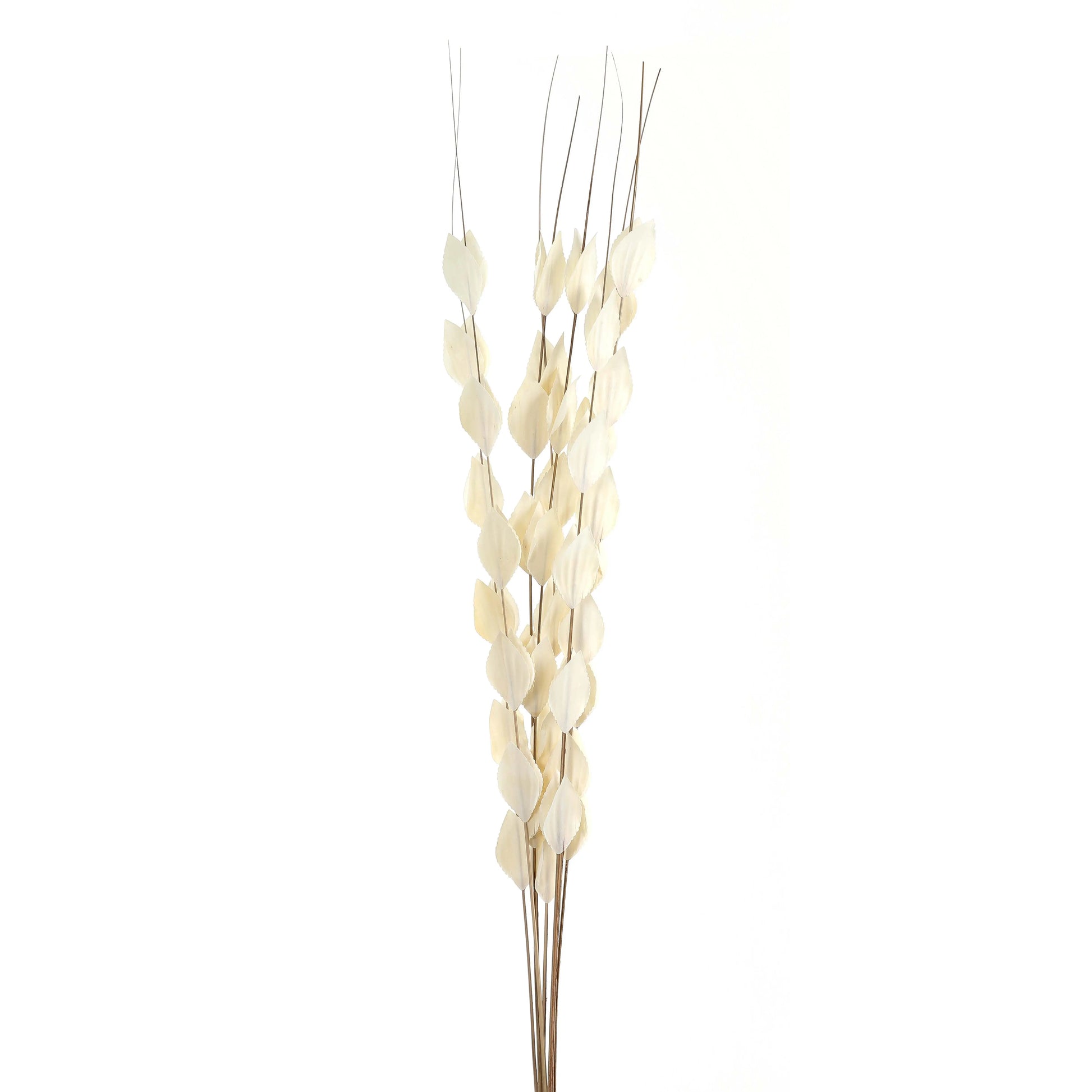 Bouquet Of Dried  Thlaspi Arvense Makur Interior