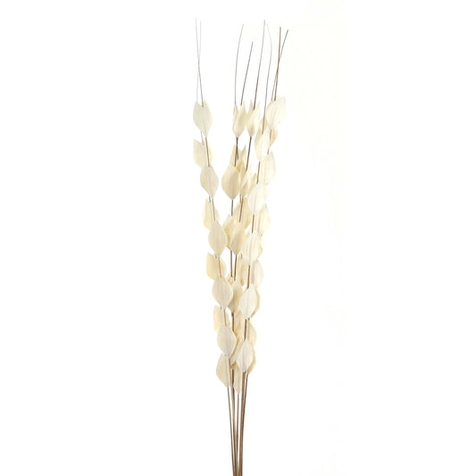 Bouquet Of Dried  Thlaspi Arvense Makur Interior