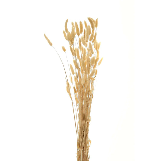 Bouquet Of Tall Bunny Tails Makur Interior
