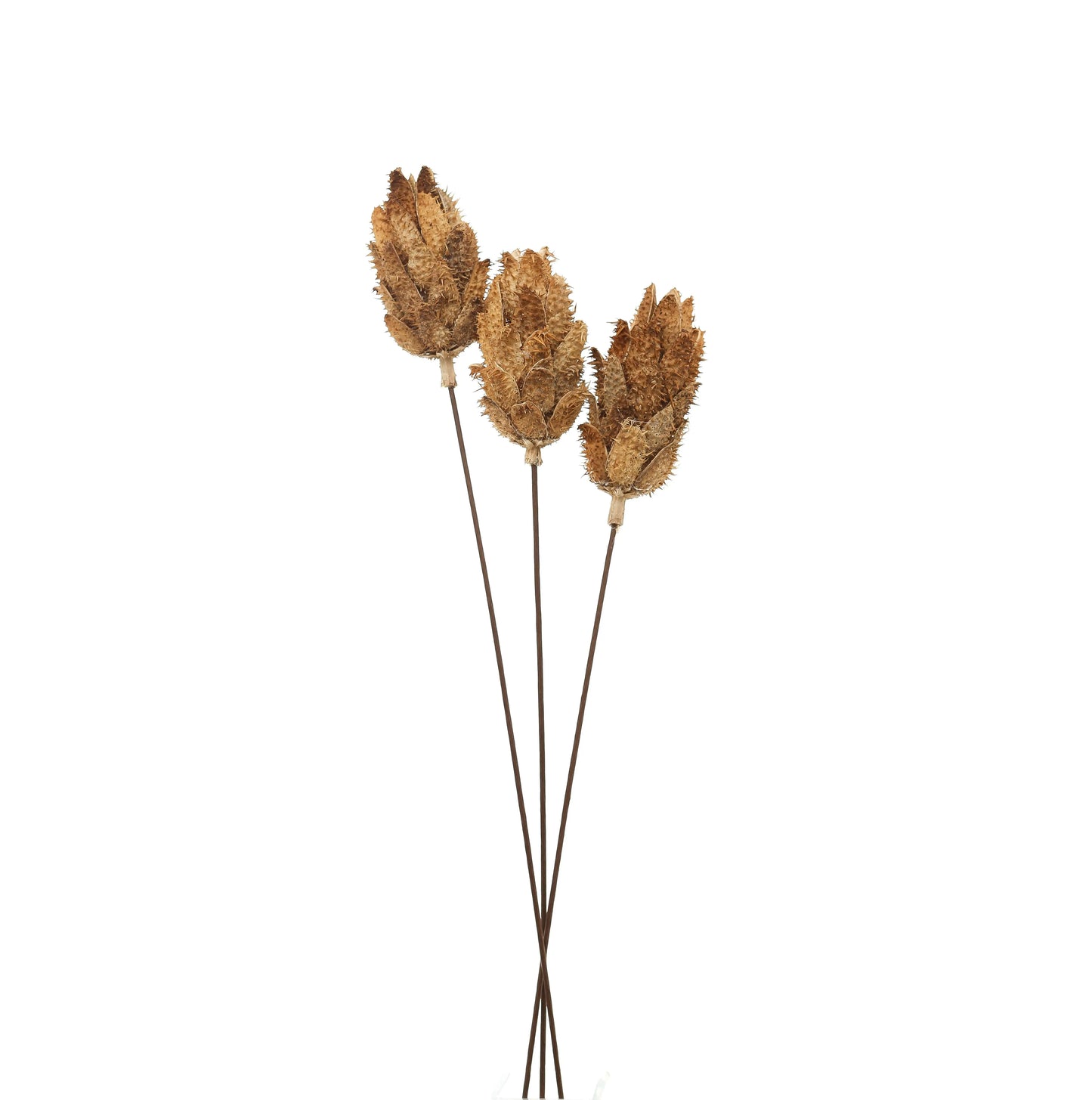 Bouquet Of Dried Protea Makur Interior