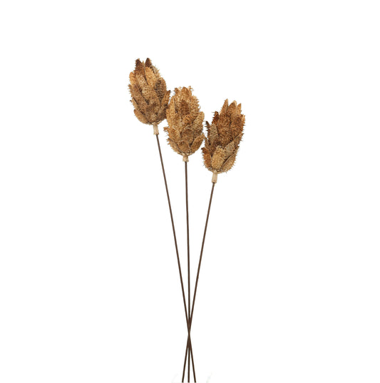 Bouquet Of Dried Protea Makur Interior