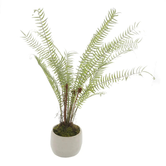 White Potted Boston Fern Makur Interior