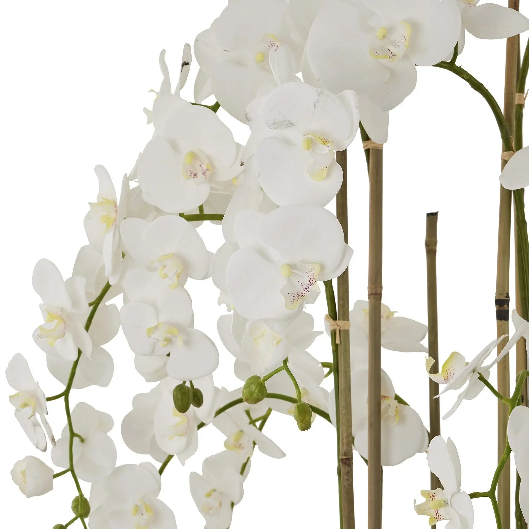 Large White Orchid In Antique Stone Pot Makur Interior