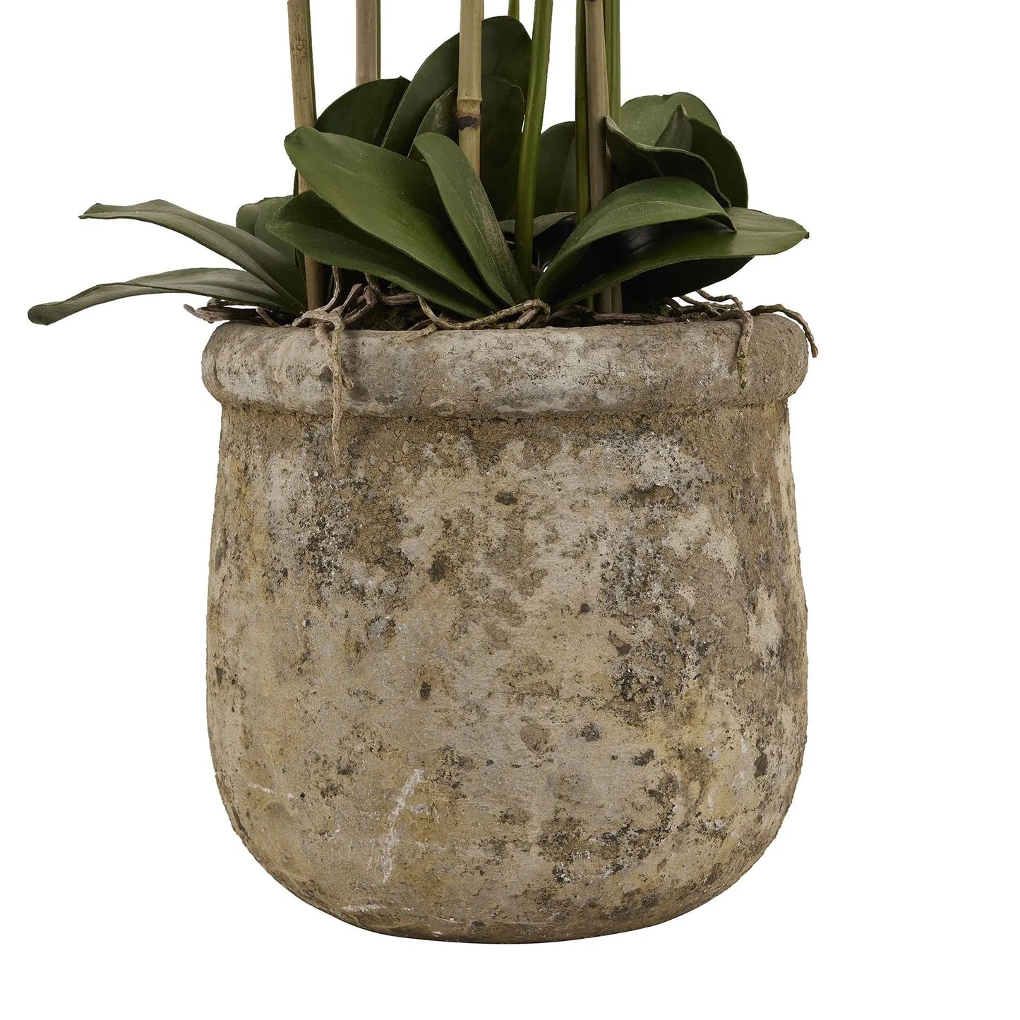 Large White Orchid In Antique Stone Pot Makur Interior