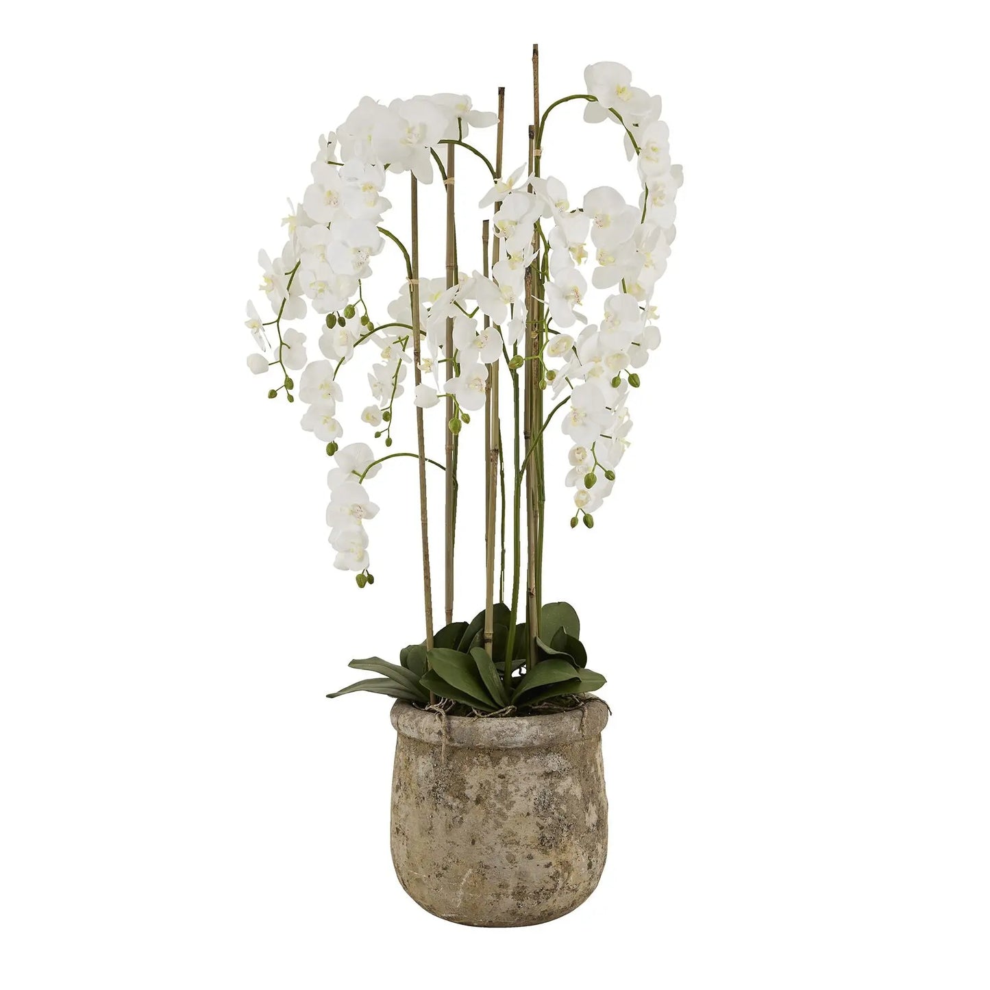 Large White Orchid In Antique Stone Pot Makur Interior