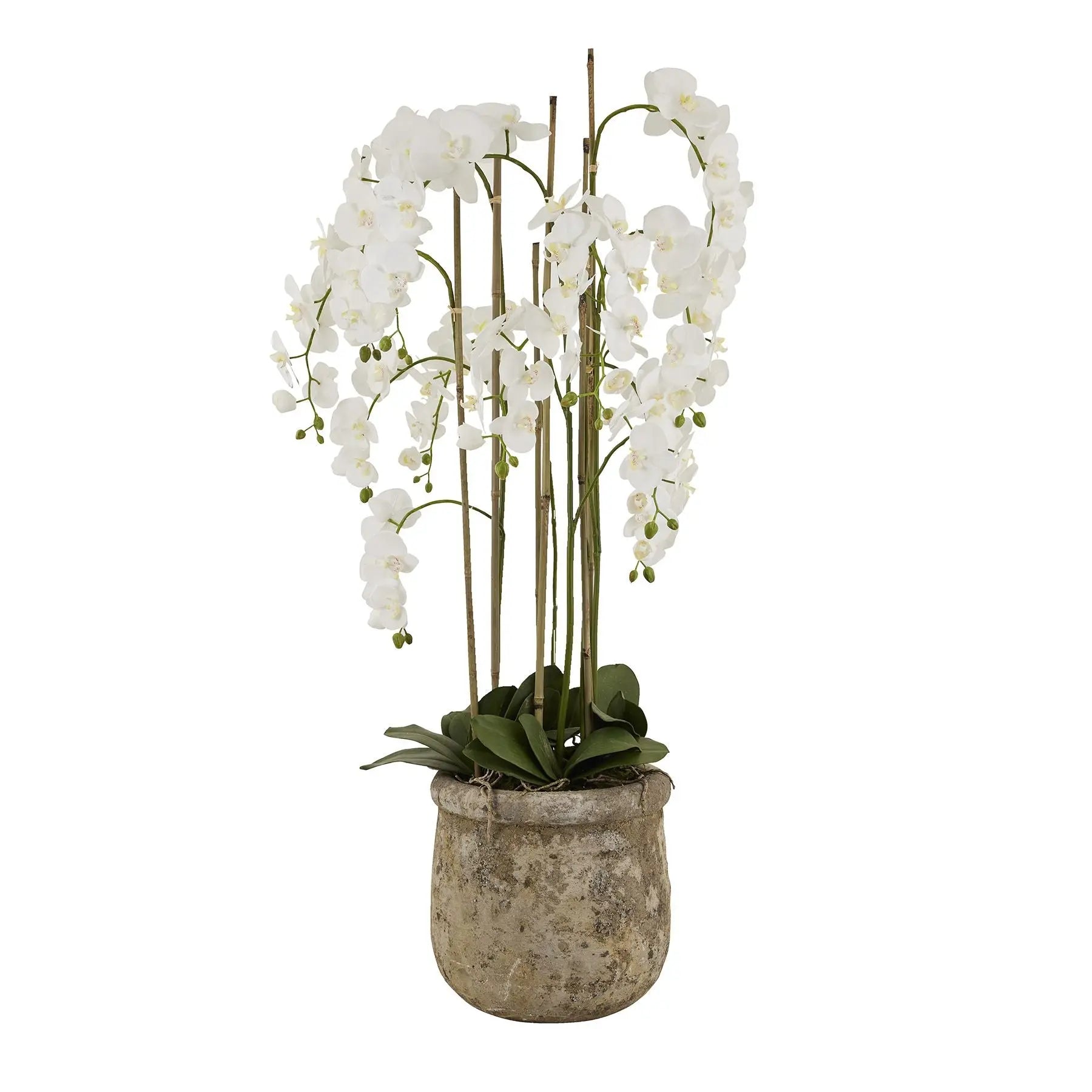 Large White Orchid In Antique Stone Pot Makur Interior