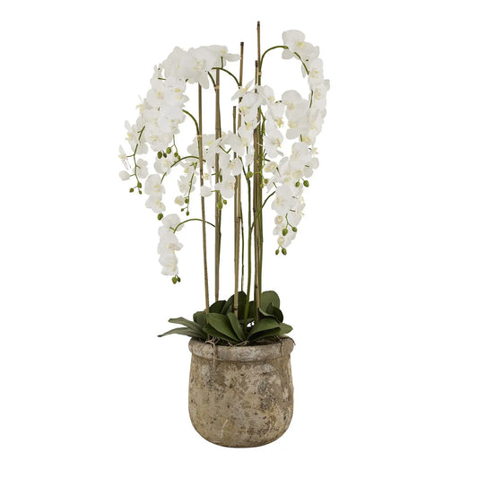 Large White Orchid In Antique Stone Pot Makur Interior
