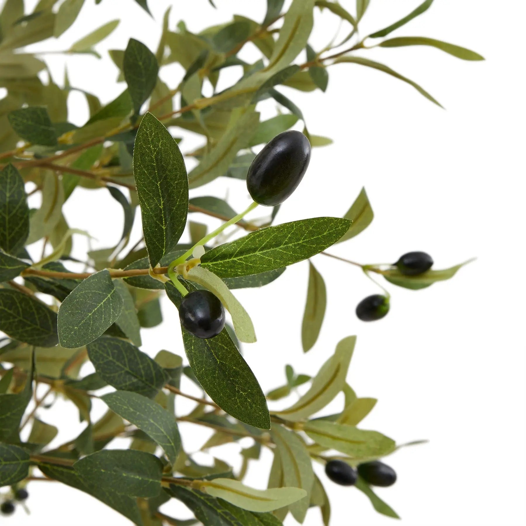 Calabria Olive Tree Makur Interior