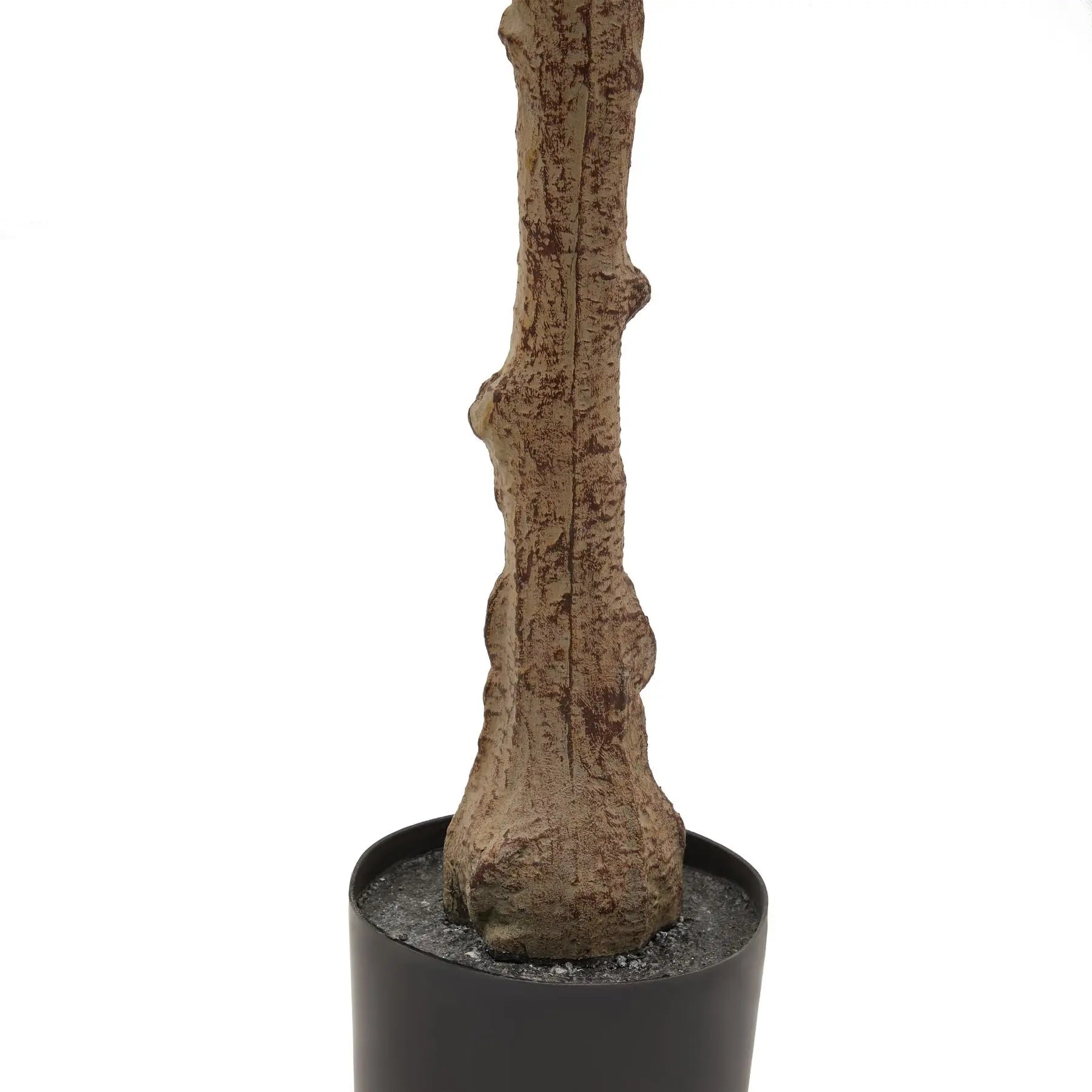 Calabria Olive Tree Makur Interior
