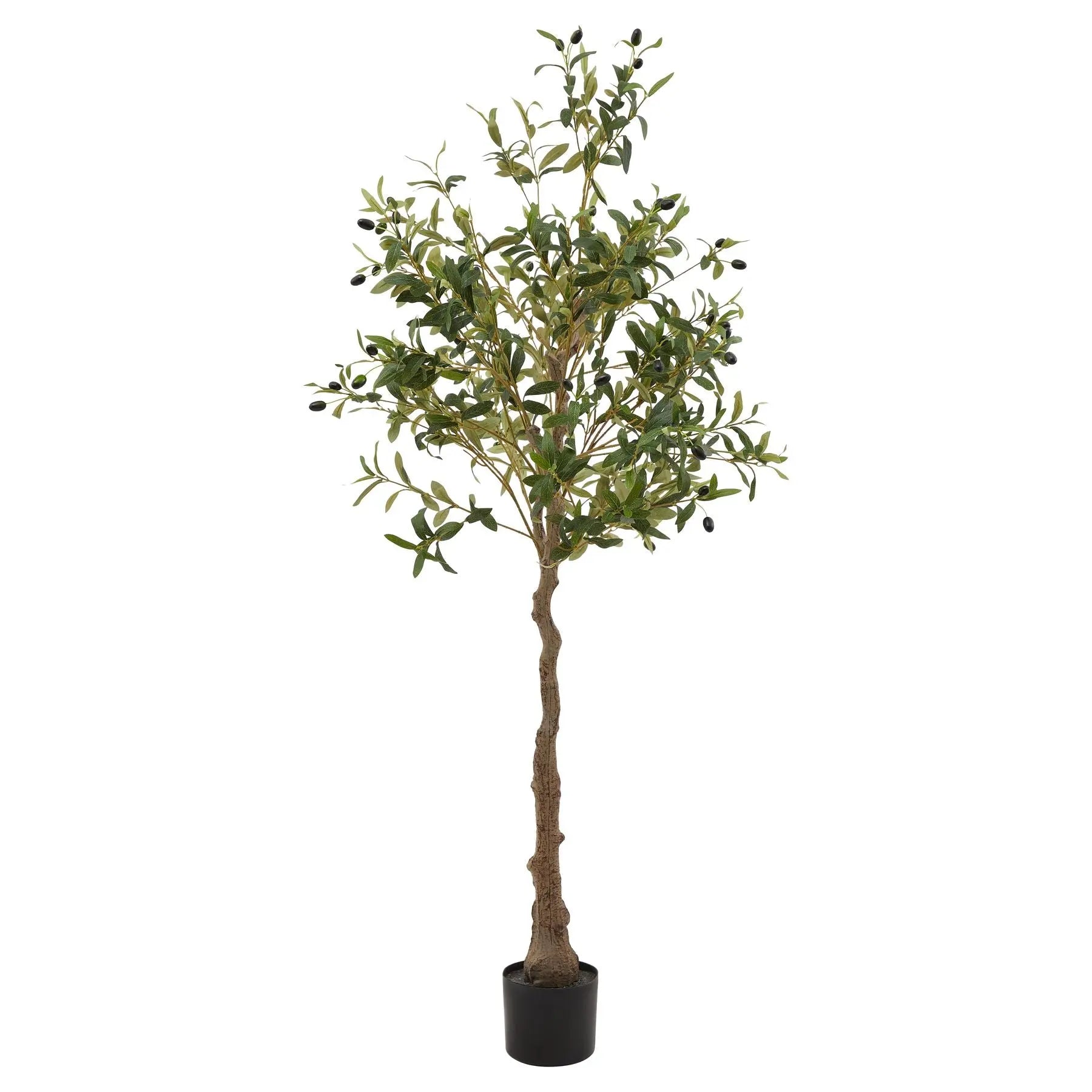 Calabria Olive Tree Makur Interior