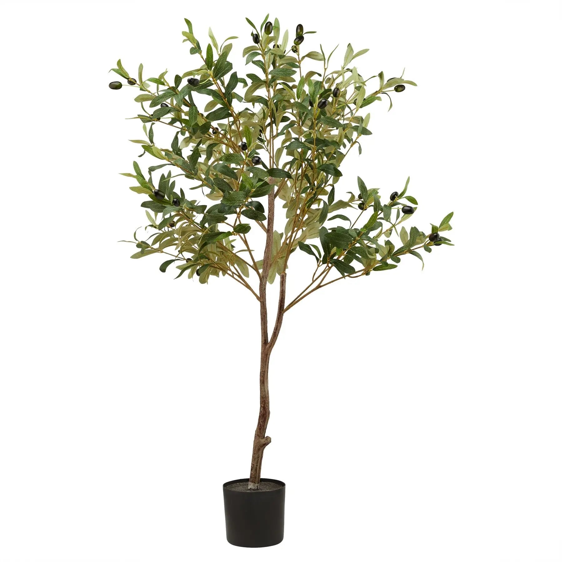Calabria Small Olive Tree Makur Interior