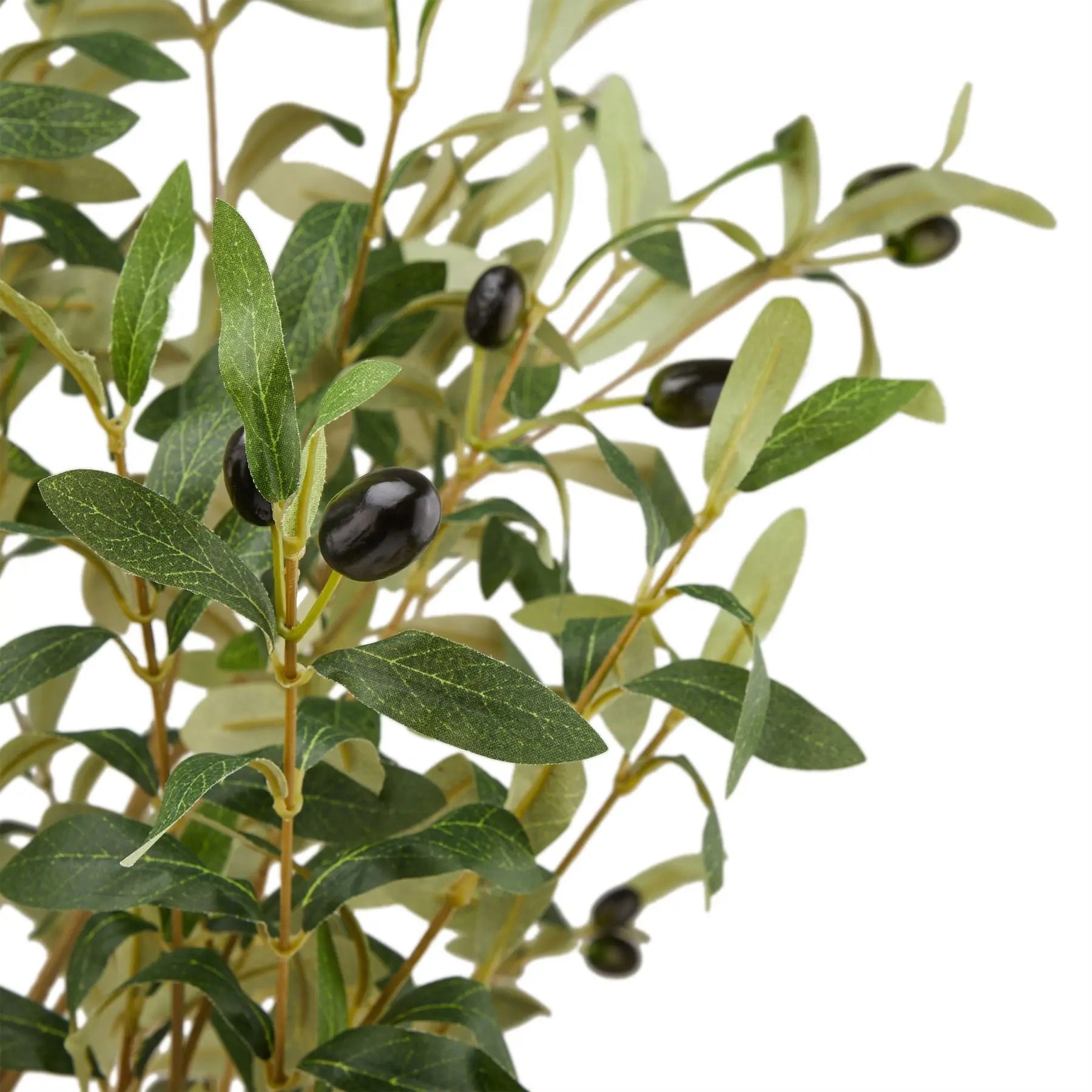 Calabria Large Olive Tree Makur Interior