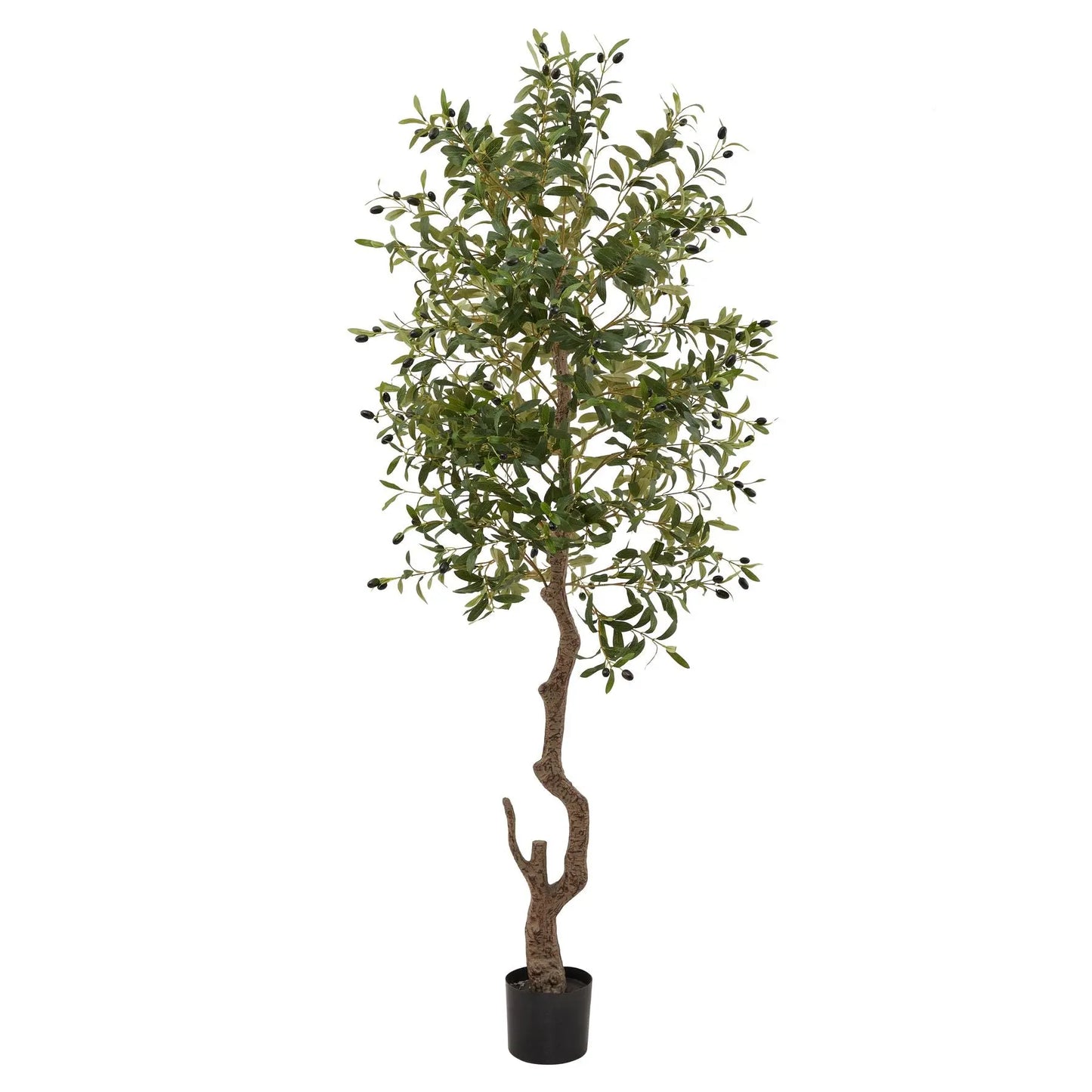 Calabria Large Olive Tree Makur Interior