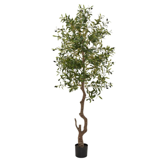 Calabria Large Olive Tree Makur Interior