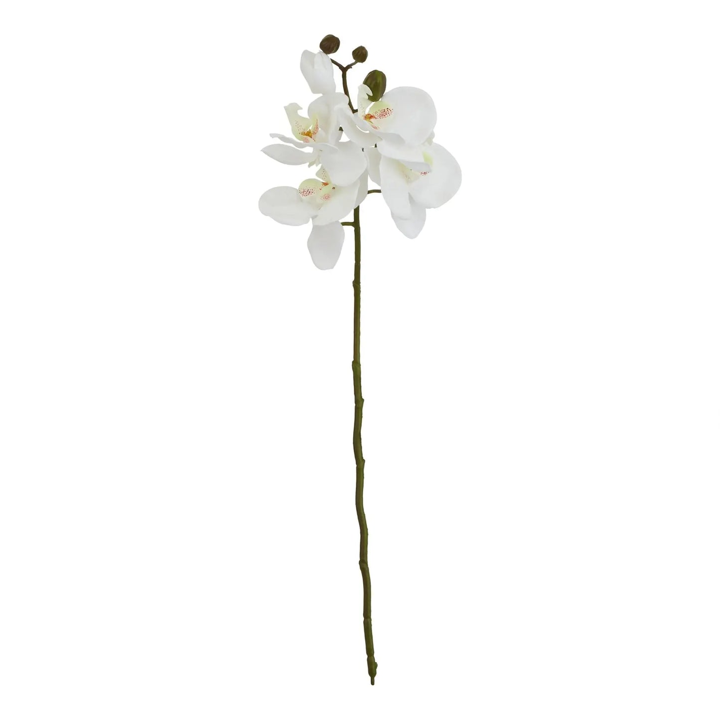 White Butterfly Orchid Stem Makur Interior