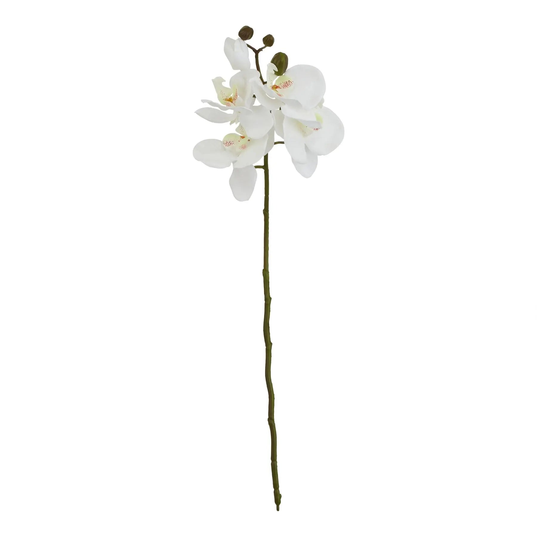 White Butterfly Orchid Stem Makur Interior