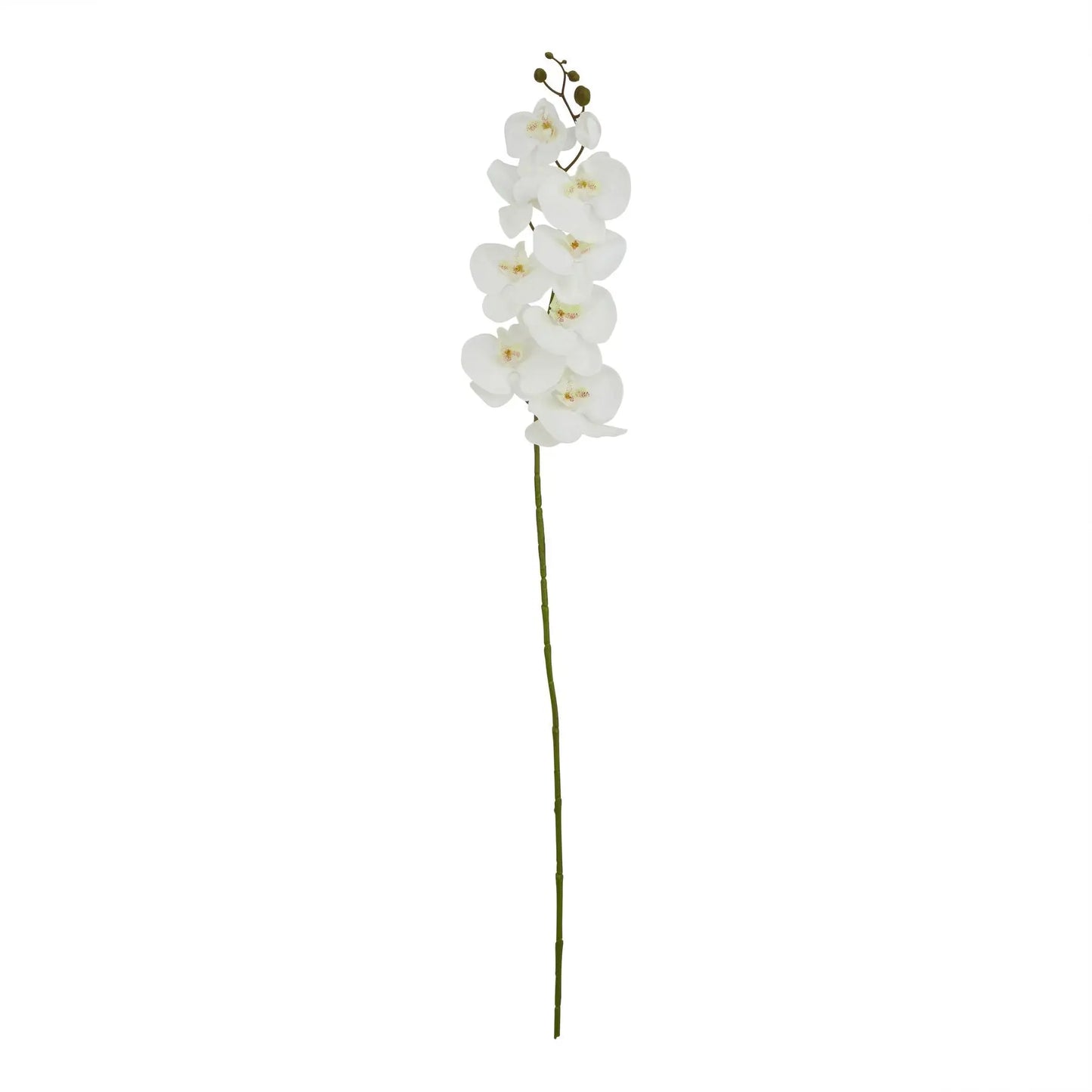 Tall White Butterfly Orchid Stem Makur Interior