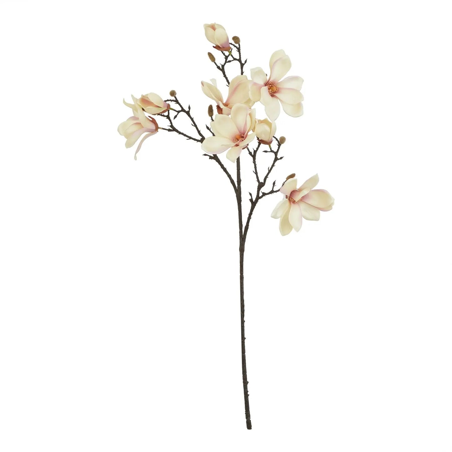 The Natural Garden Collection Pale Apricot Magnolia Stem Makur Interior