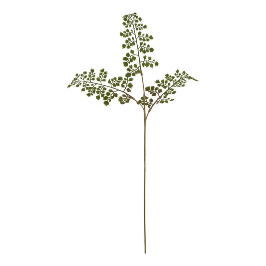 The Natural Garden Collection Maidenhair Fern Stem Makur Interior