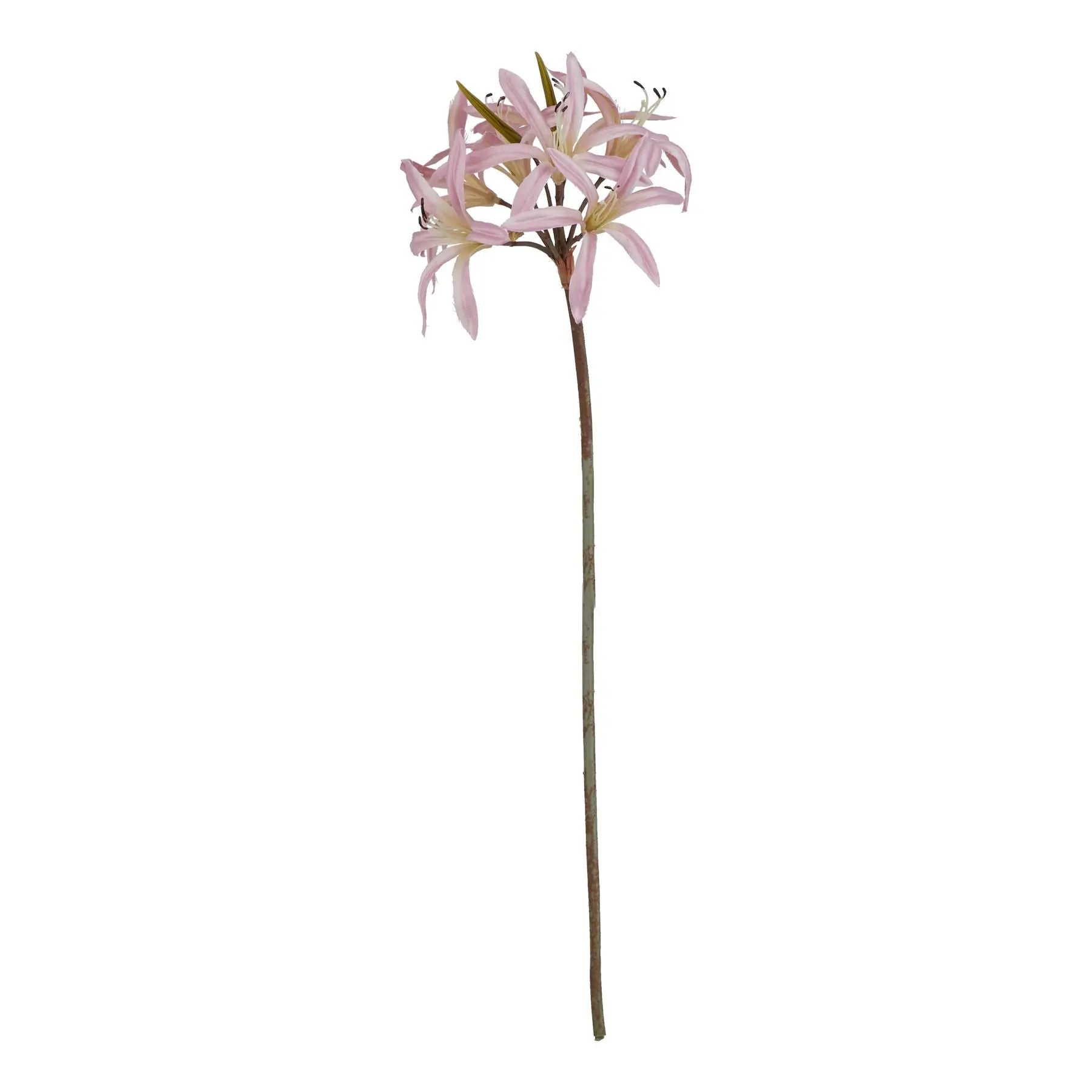 The Natural Garden Collection Pink Lily Stem Makur Interior