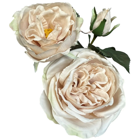 The Natural Garden Collection Palest Blush Charity Rose Makur Interior
