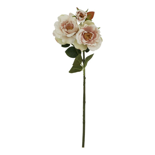 The Natural Garden Collection Palest Blush Tea Rose Makur Interior