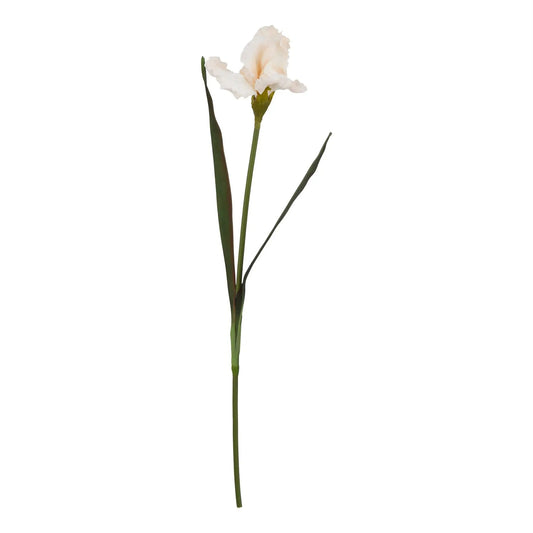 The Natural Garden Collection Pale Apricot Fringed Iris Makur Interior