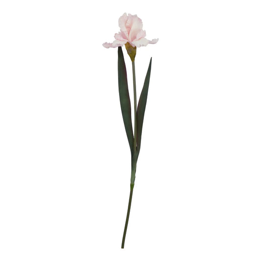 The Natural Garden Collection Pale Pink Fringed Iris Makur Interior