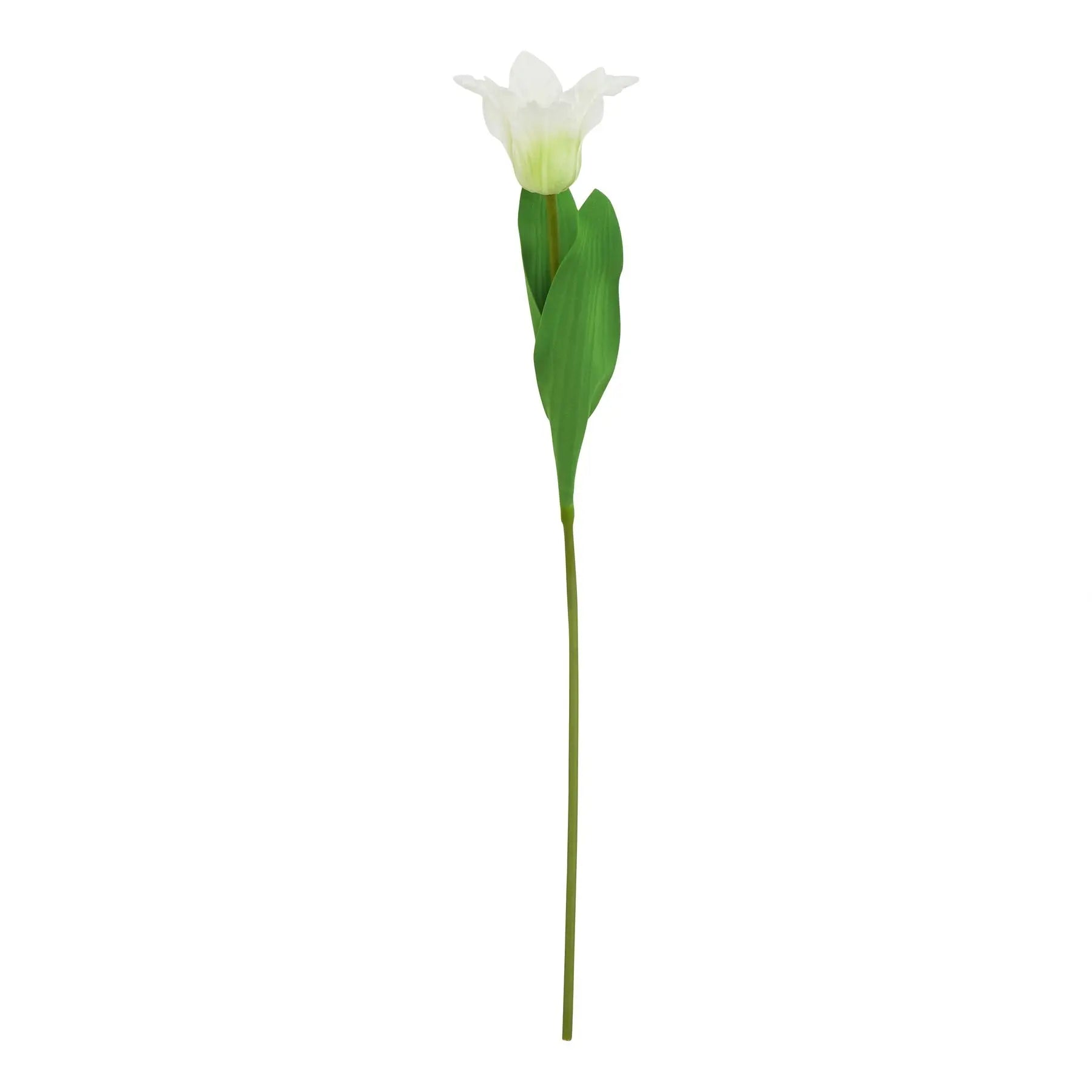 The Natural Garden Collection White Parrot Tulip Makur Interior