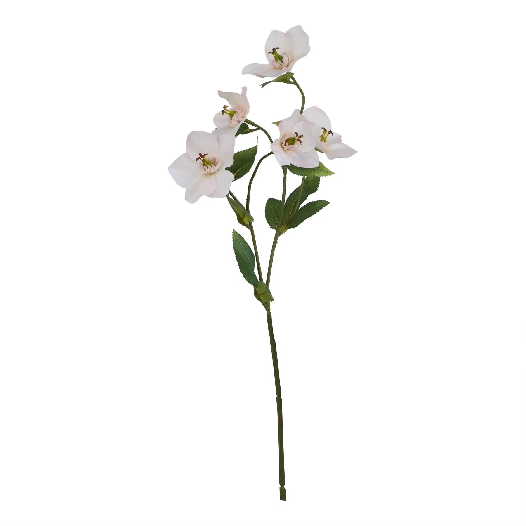 The Natural Garden Collection Pale Apricot Hellibore Makur Interior