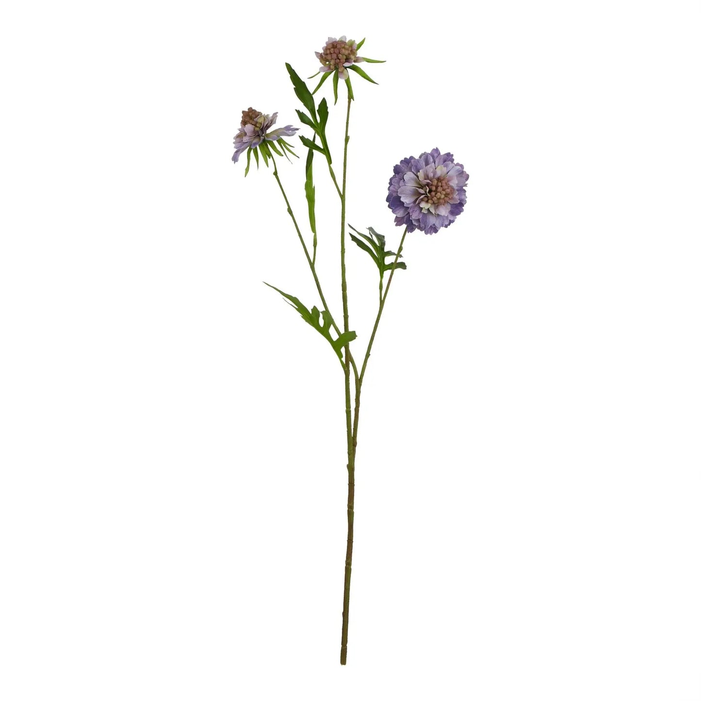 The Natural Garden Collection Purple Scabious Stem Makur Interior